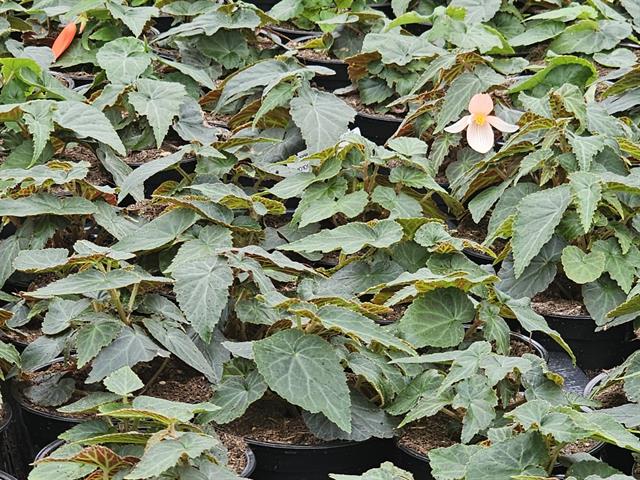 Begonia pendula