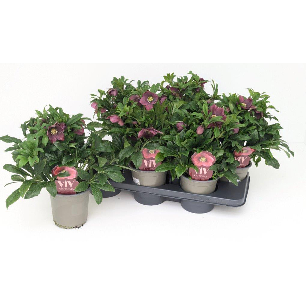 Helleborus orientalis viv celestine