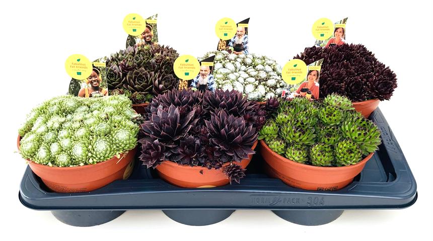Sempervivum