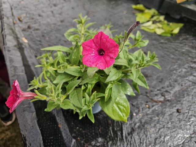 Petunia