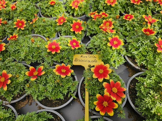 Bidens