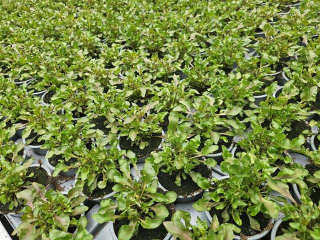 Alternanthera