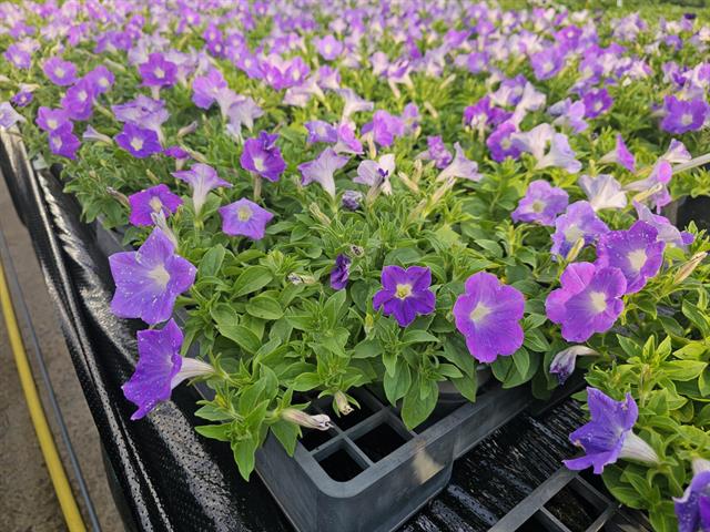 Petunia