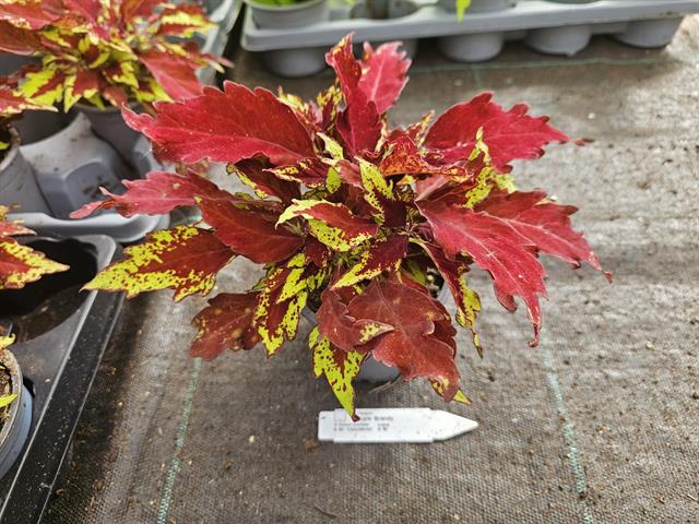 coleus