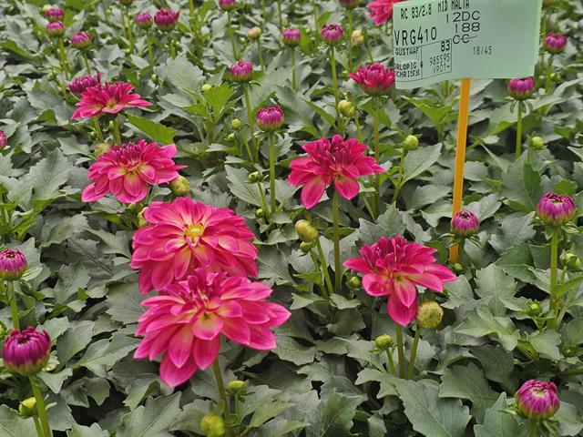 Dahlia
