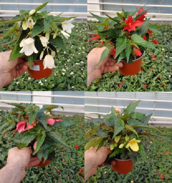 Begonia pendula