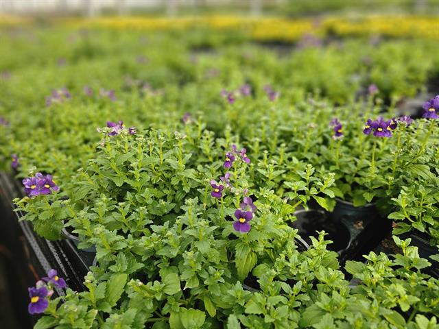 Nemesia