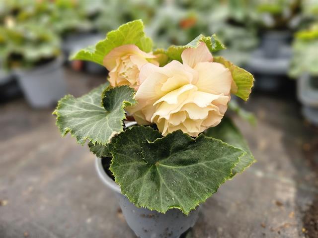Begonia non stop