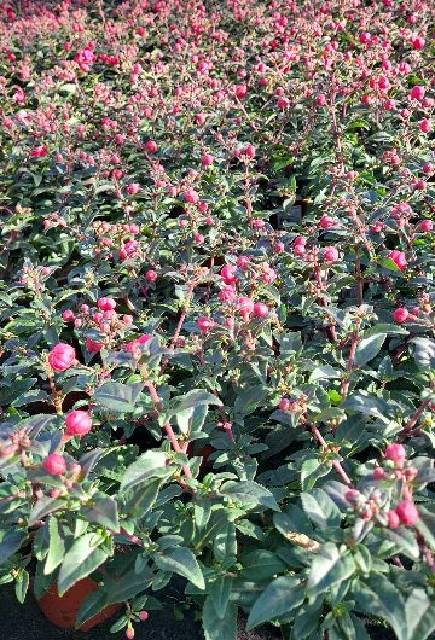 Fuchsia