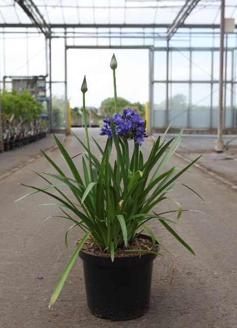 agapanthus