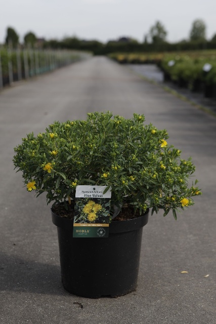 Hypericum