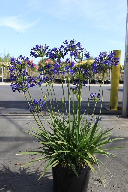 agapanthus