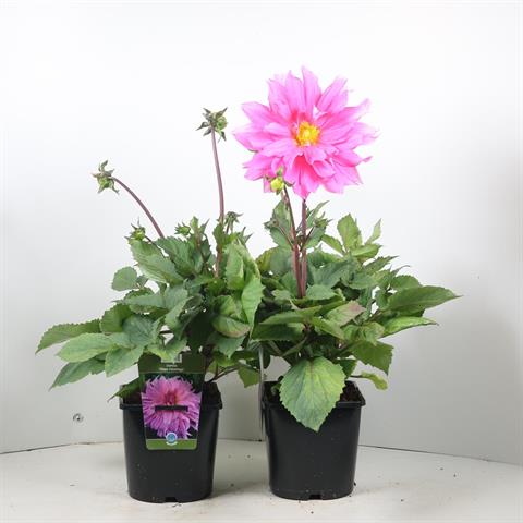dahlia