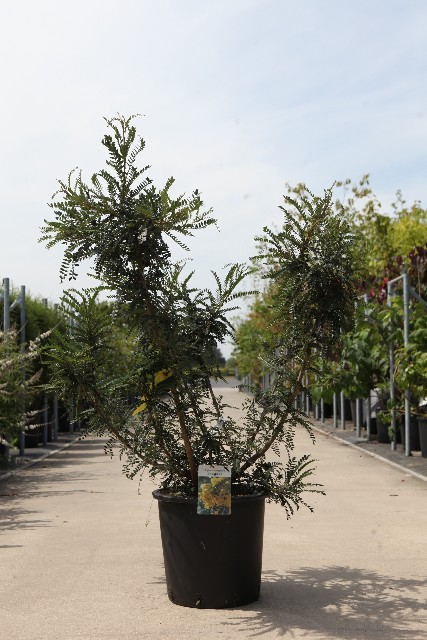 Sophora