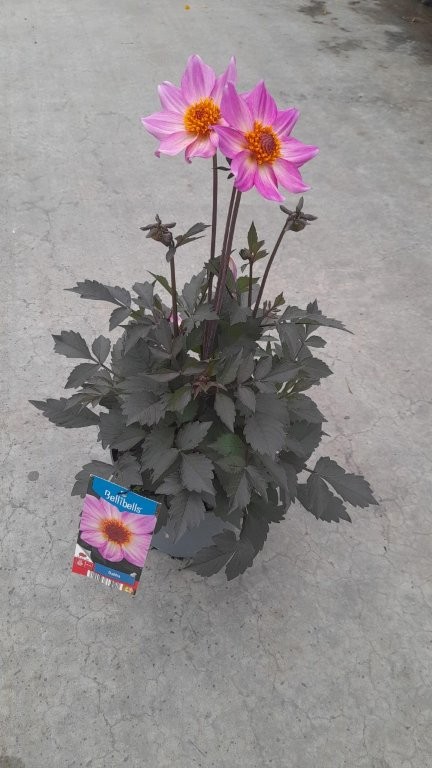 Dahlia