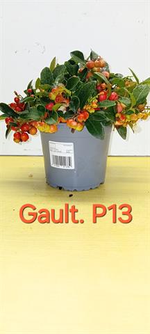 Gaultheria