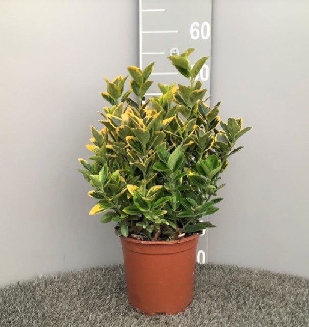 Euonymus