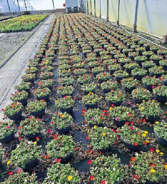 Portulaca