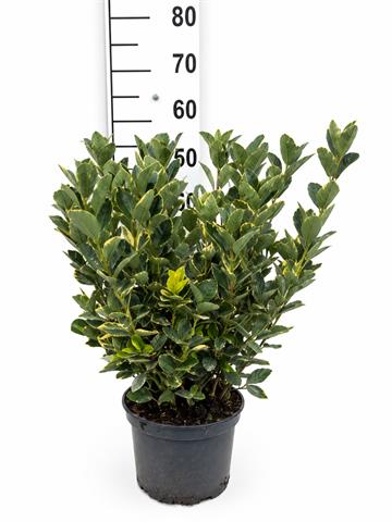 Euonymus