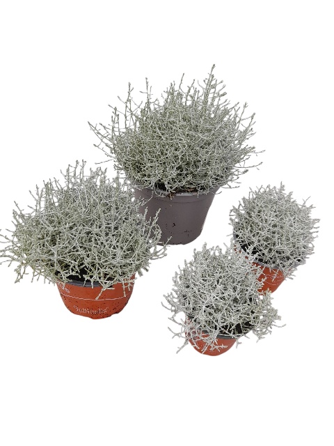 Calocephalus-leucophyta