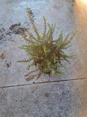 Erica darleyensis