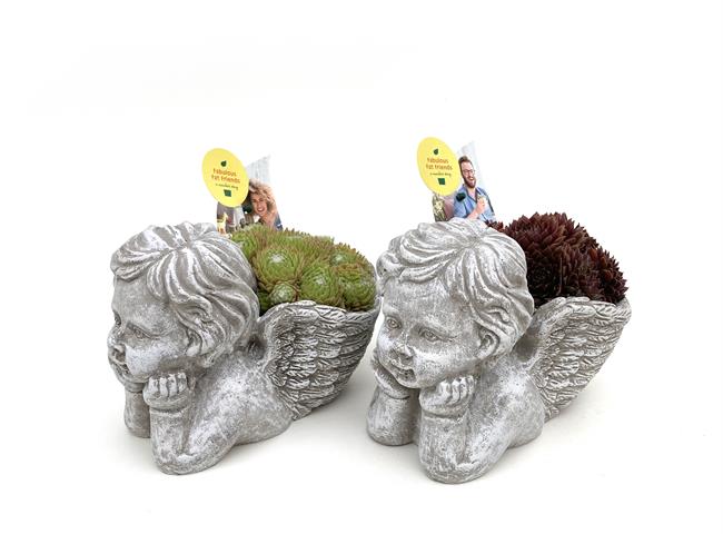 Sempervivum