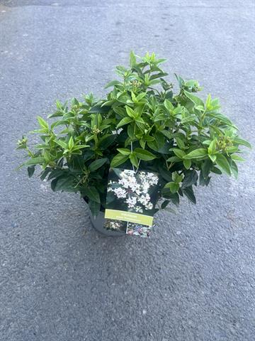Viburnum