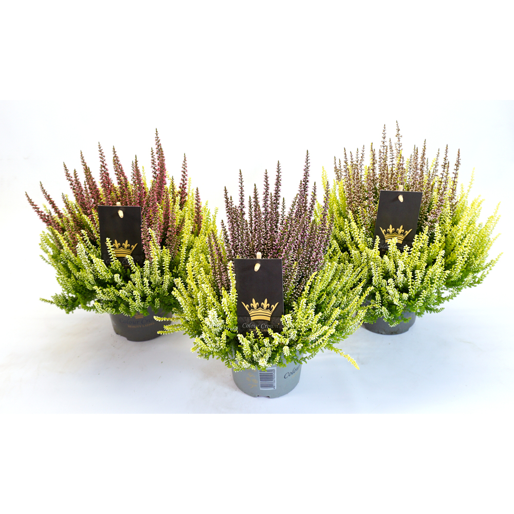 Calluna vulgaris beauty ladies colour crown