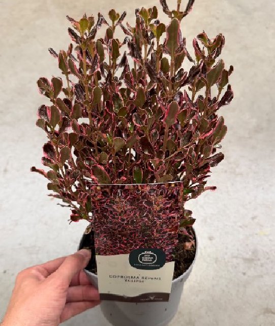 Coprosma