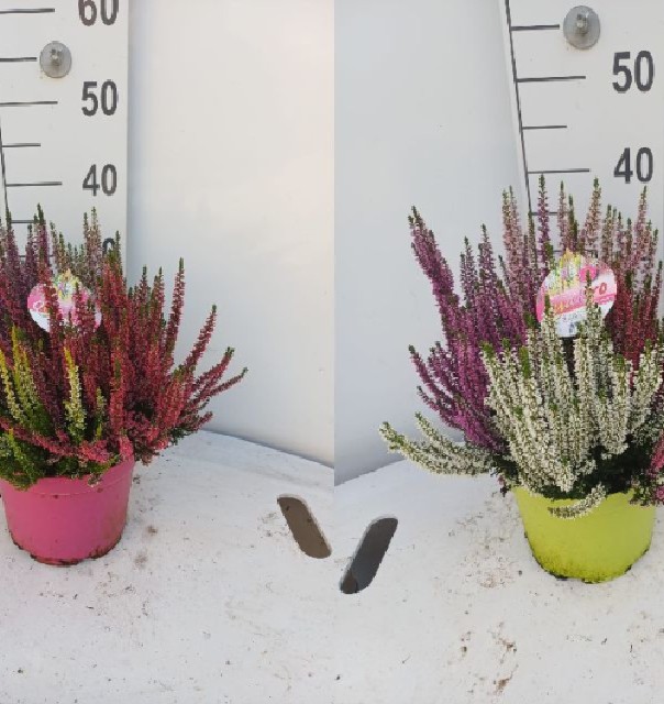 Calluna