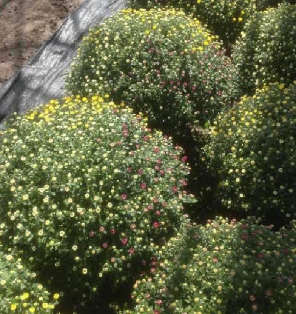 Chrysanthemum multi boule