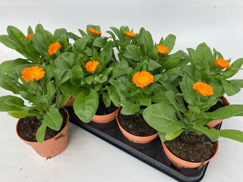 Calendula
