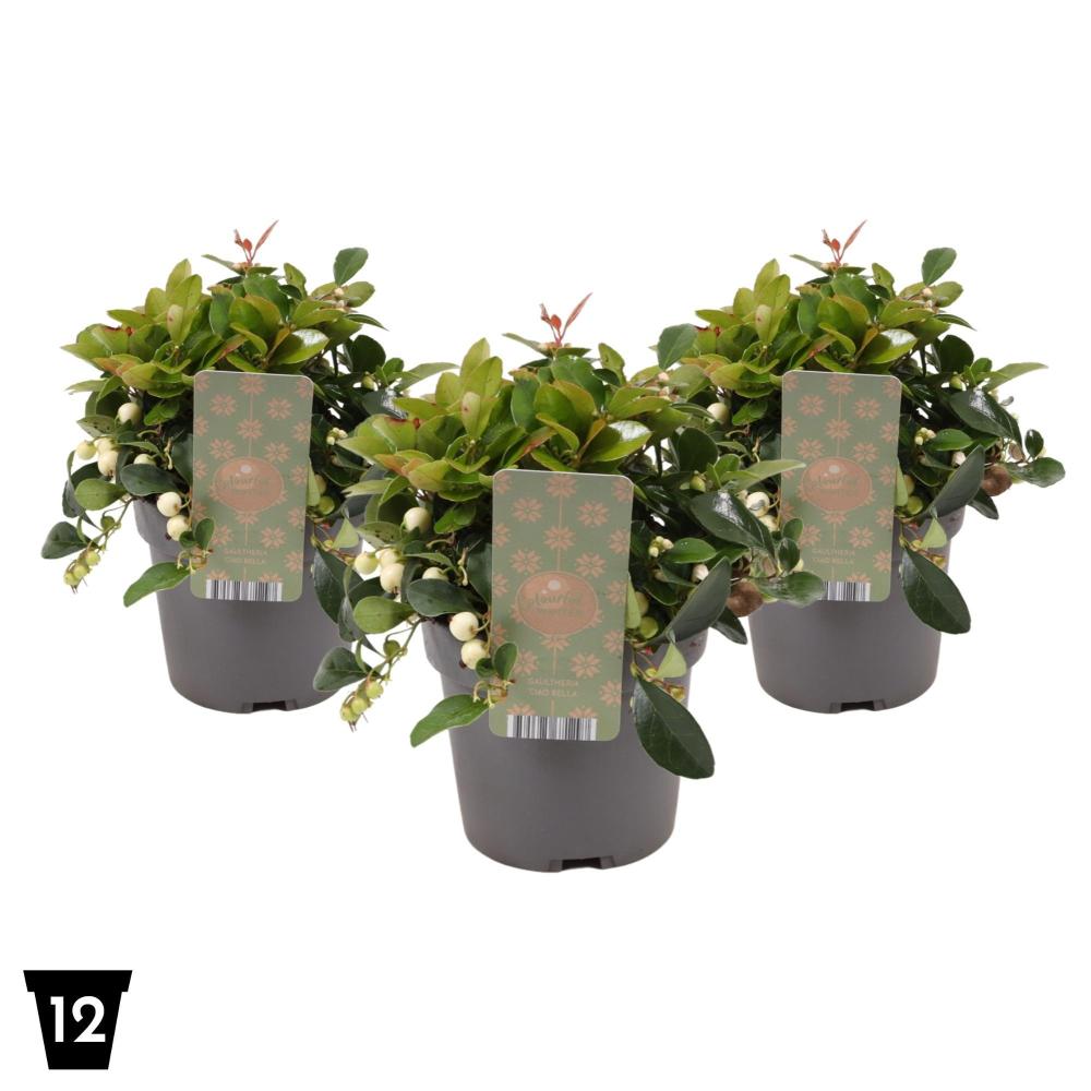 gaultheria