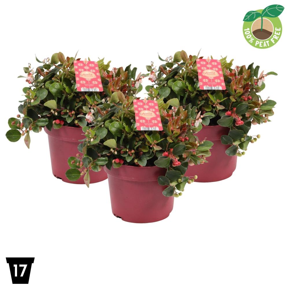 gaultheria