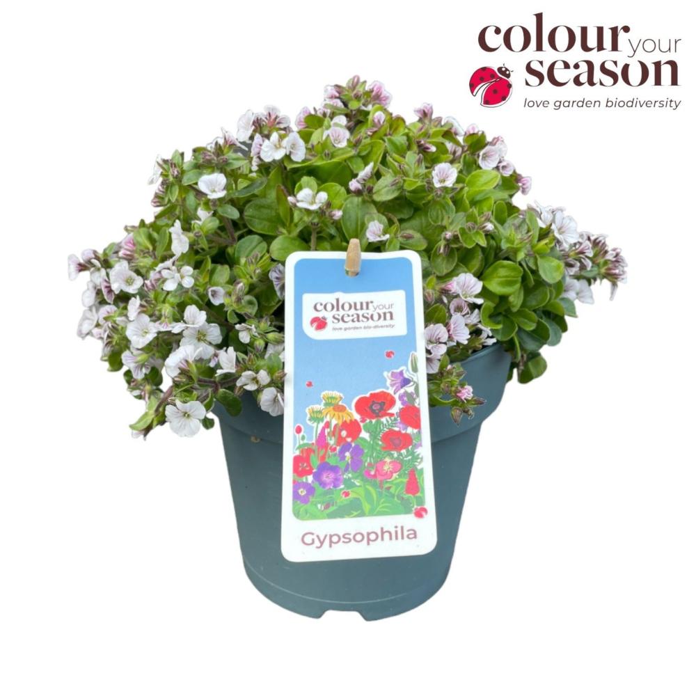 Gypsophila