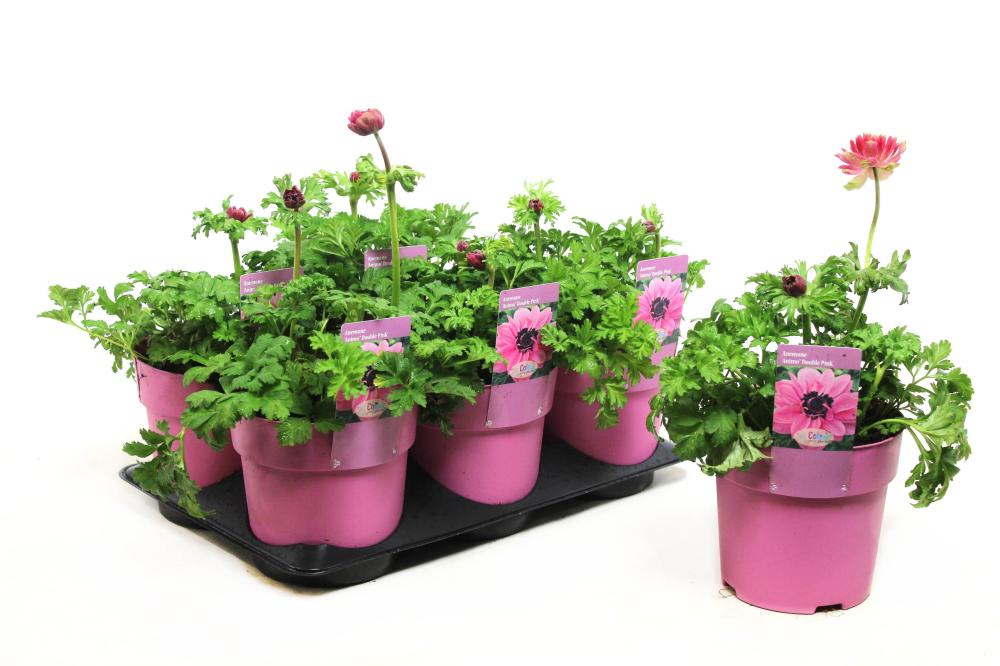 Anemone