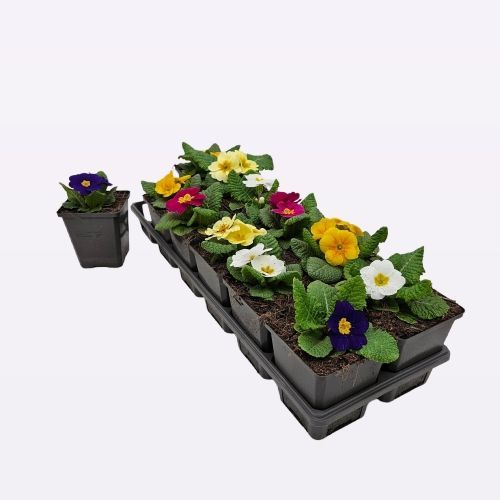 Primula