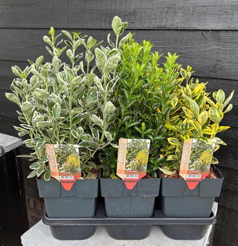 euonymus