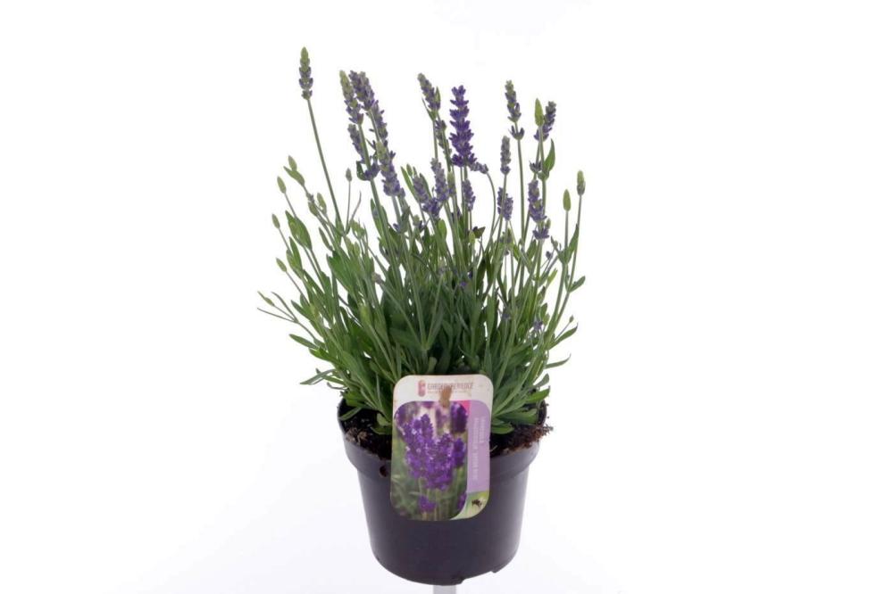 lavandula