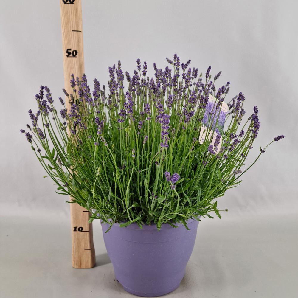 lavandula