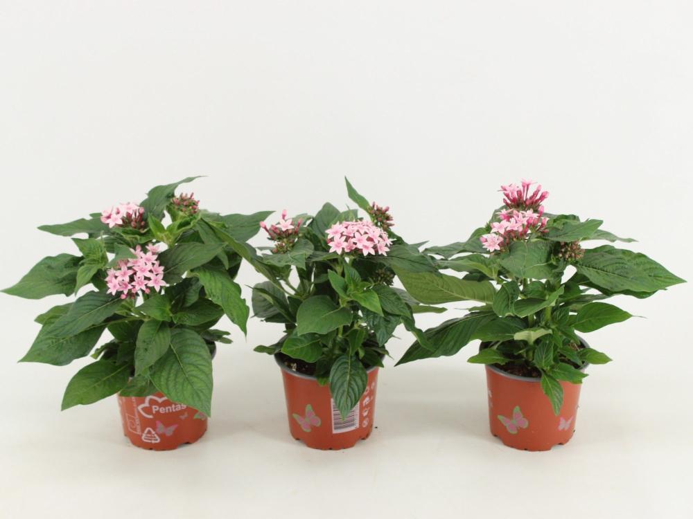 pentas