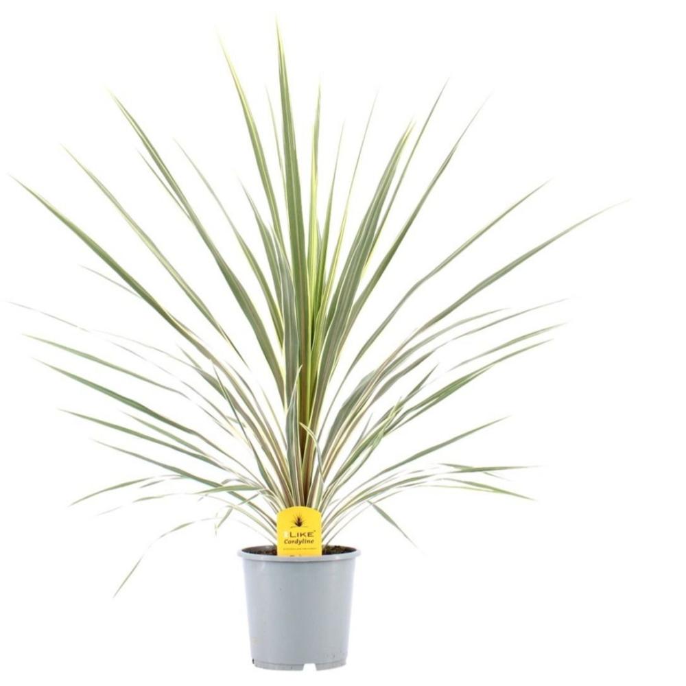 cordyline indivisa