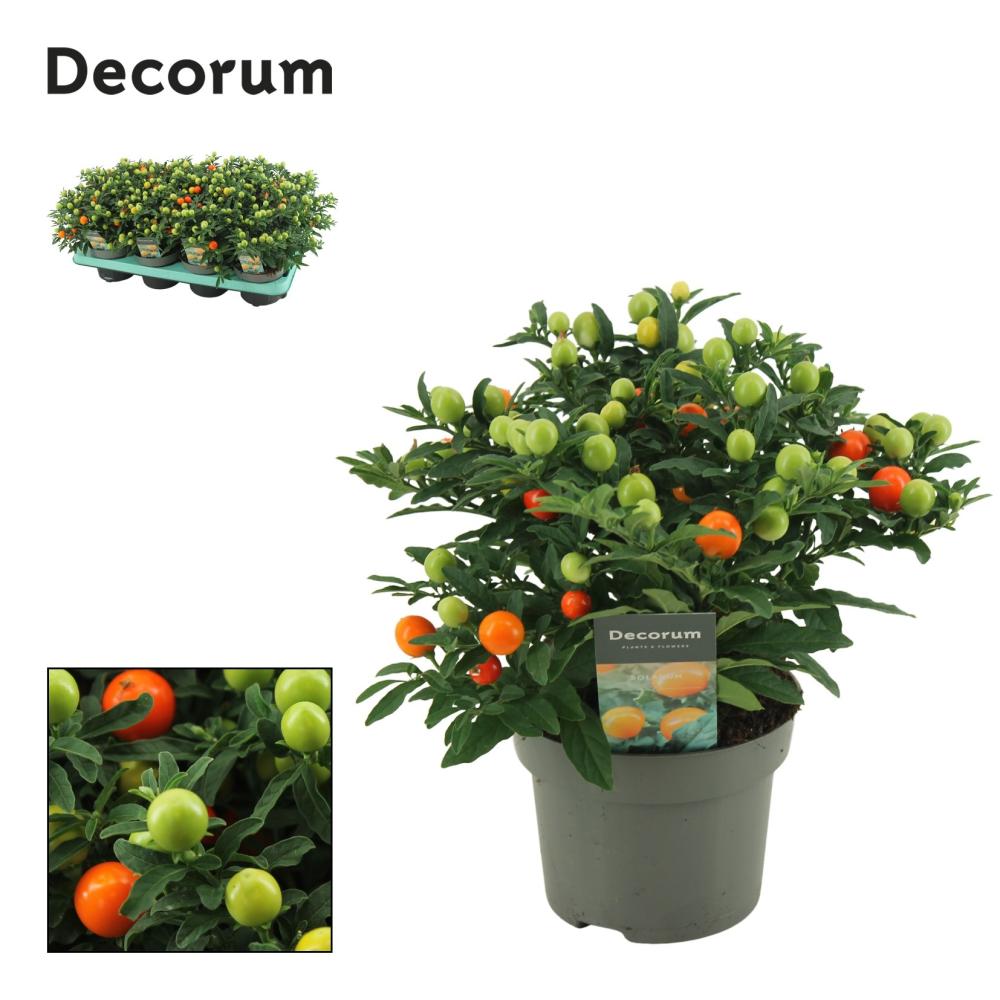 solanum