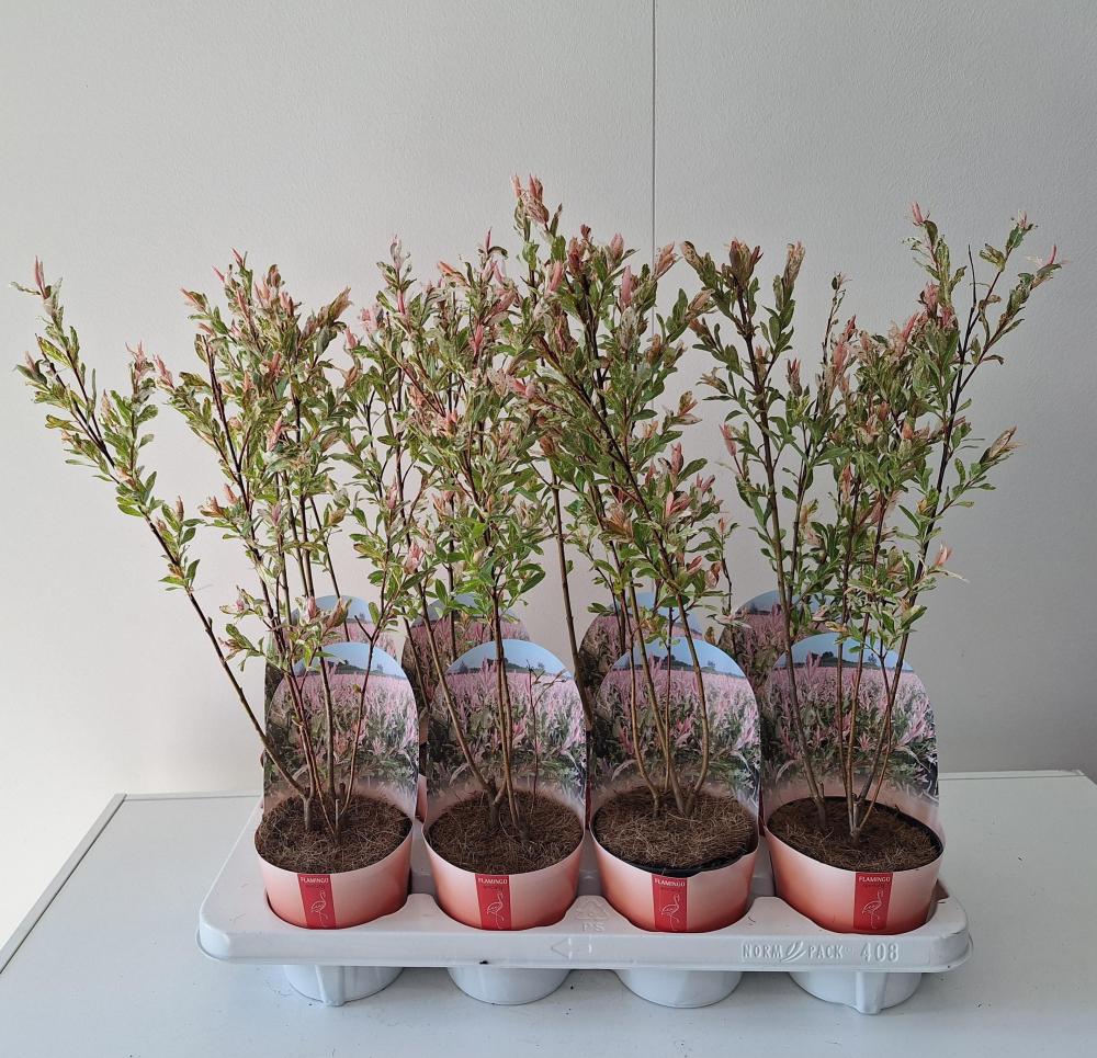 Salix