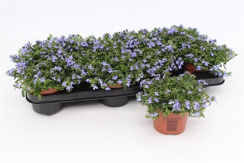 lobelia