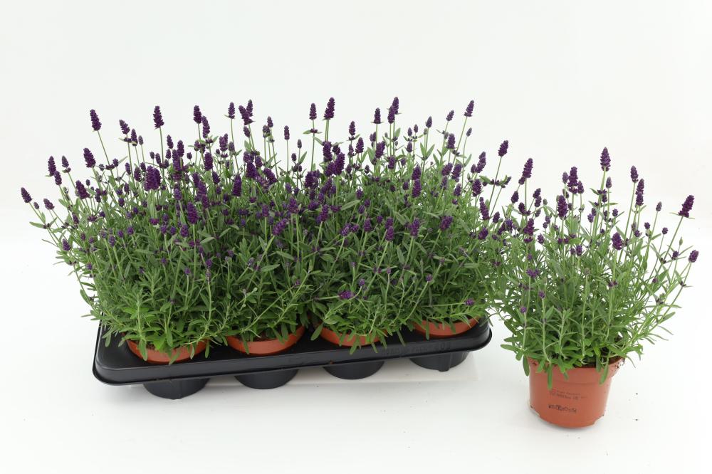 lavandula