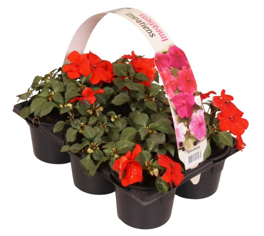 impatiens