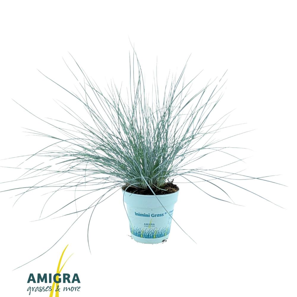Festuca
