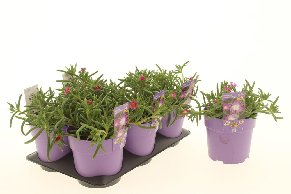 Delosperma