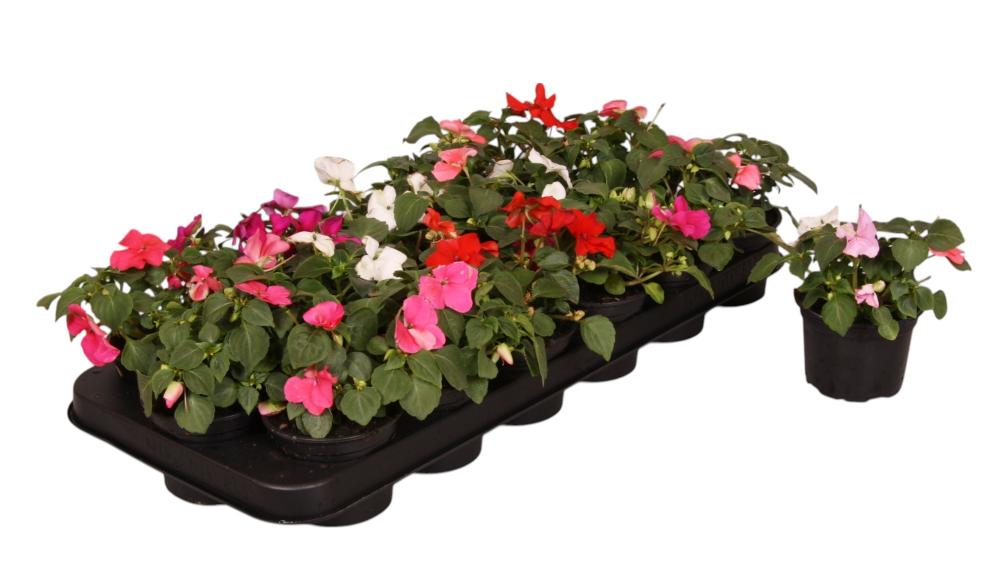 impatiens